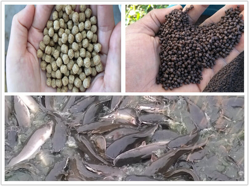 What Feed Size to Give Your Catfishes？